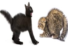 Como Entender a Linguagem Corporal Dos Gatos?