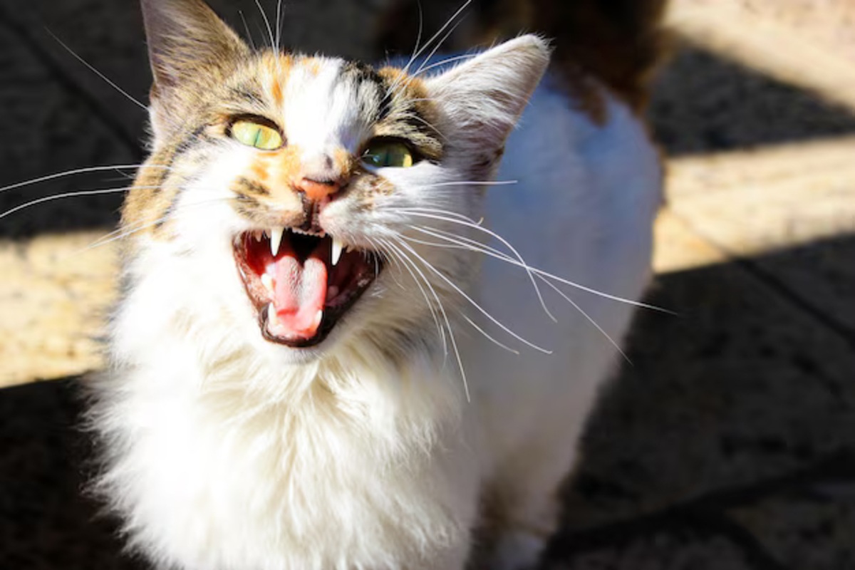 Estomatite em gatos: O que é, como identificar e tratar essa doença bucal?