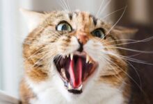 O Que É Estomatite Felina e Por Que Ela É Tão Grave?