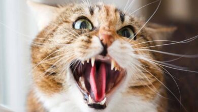 O Que É Estomatite Felina e Por Que Ela É Tão Grave?