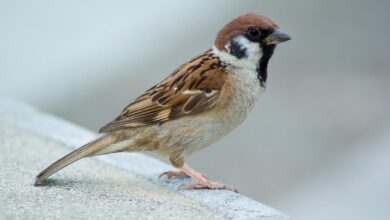 Entenda por que os pardais estão desaparecendo das cidades e entraram na lista de animais em extinção.